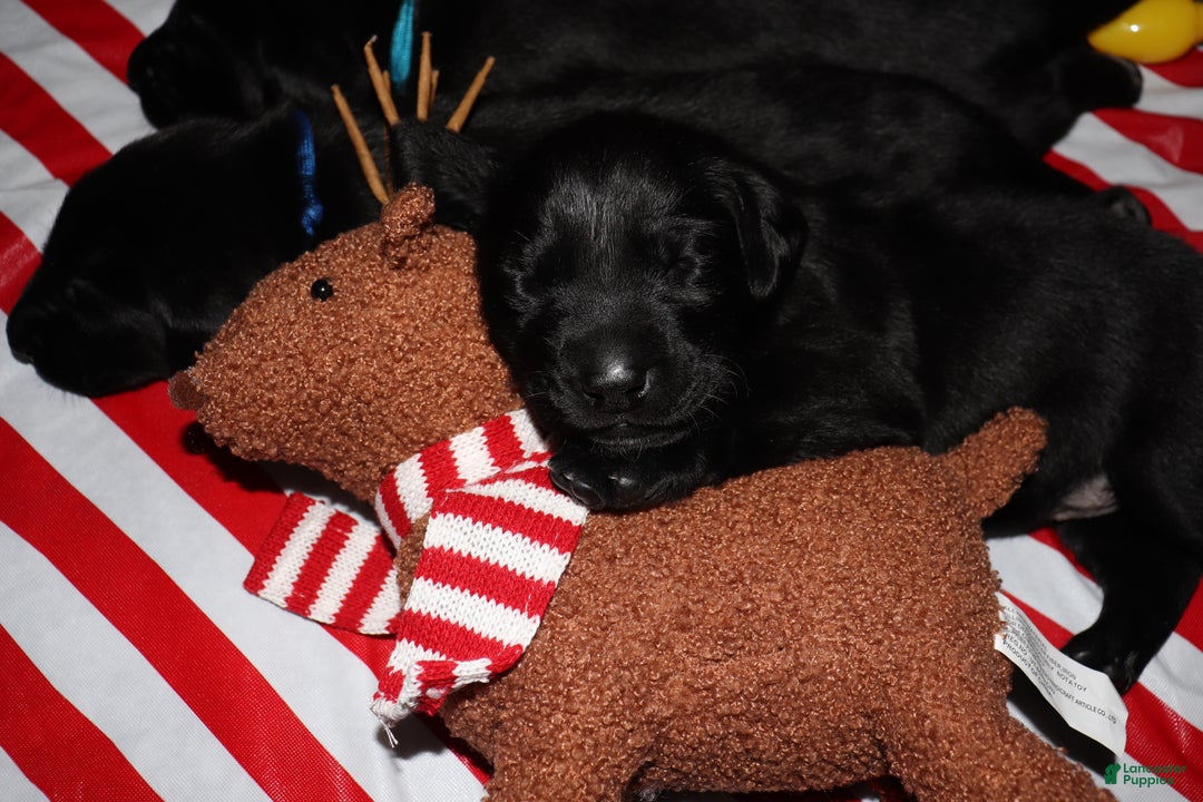 Labrador Retriever dogs for sale: Maggie - Ad 3