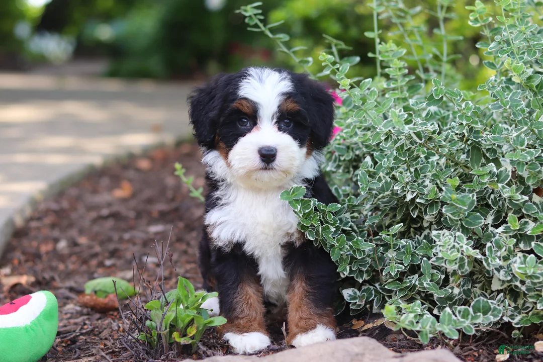 Mini Bernedoodle dogs for sale: Juniper - Ad 1
