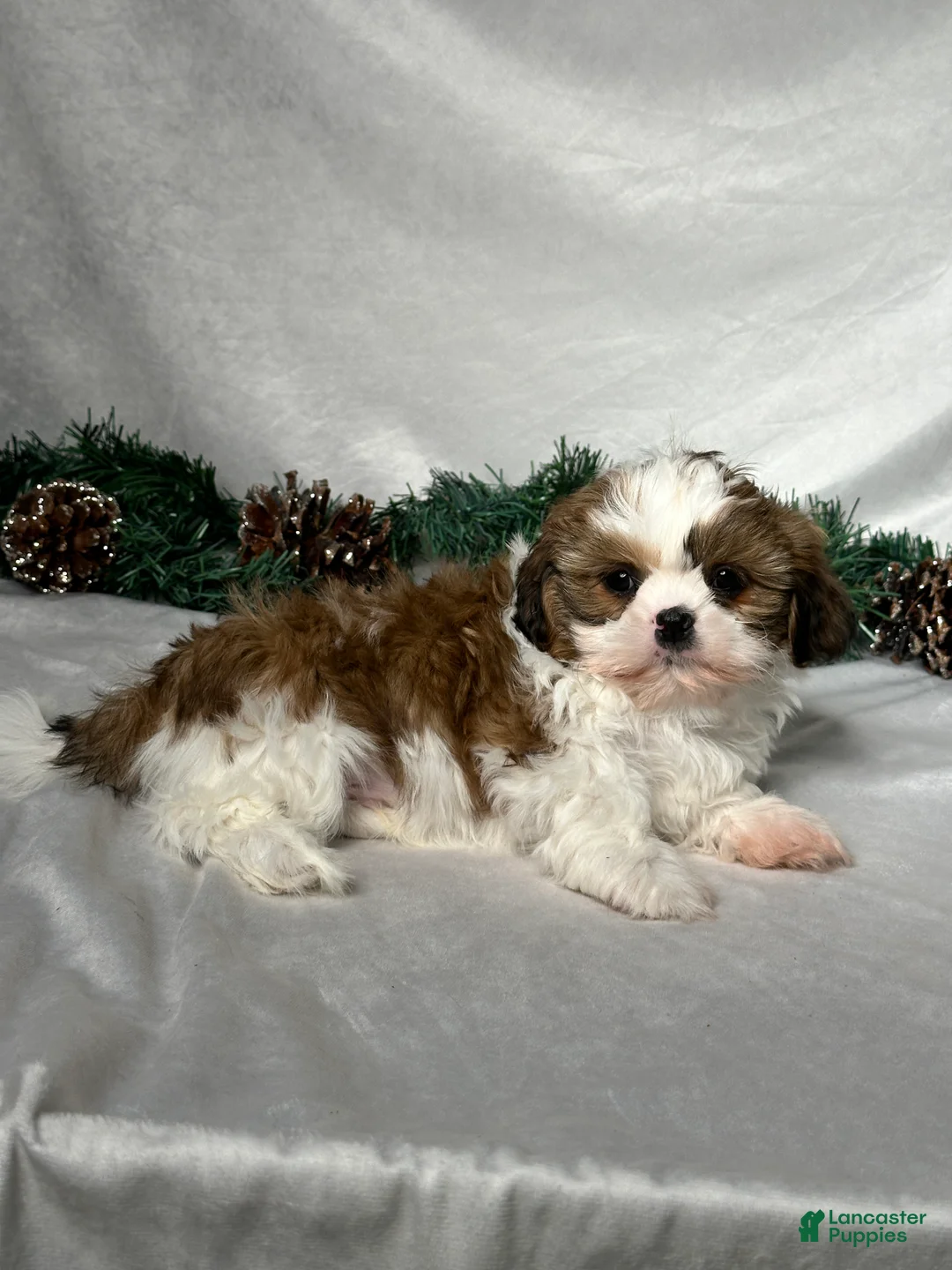 Shih Tzu dogs for sale: Chase - Ad 5