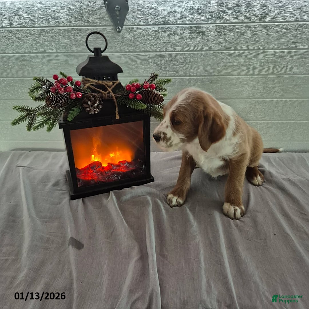 Mixed Breed dogs for sale: Honeybear - Ad 3