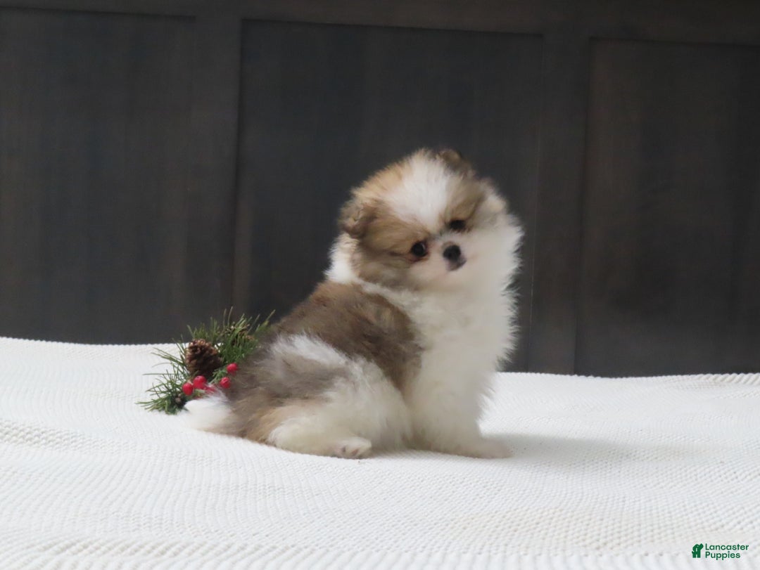 Pomeranian dogs for sale: DASSY - Ad 4