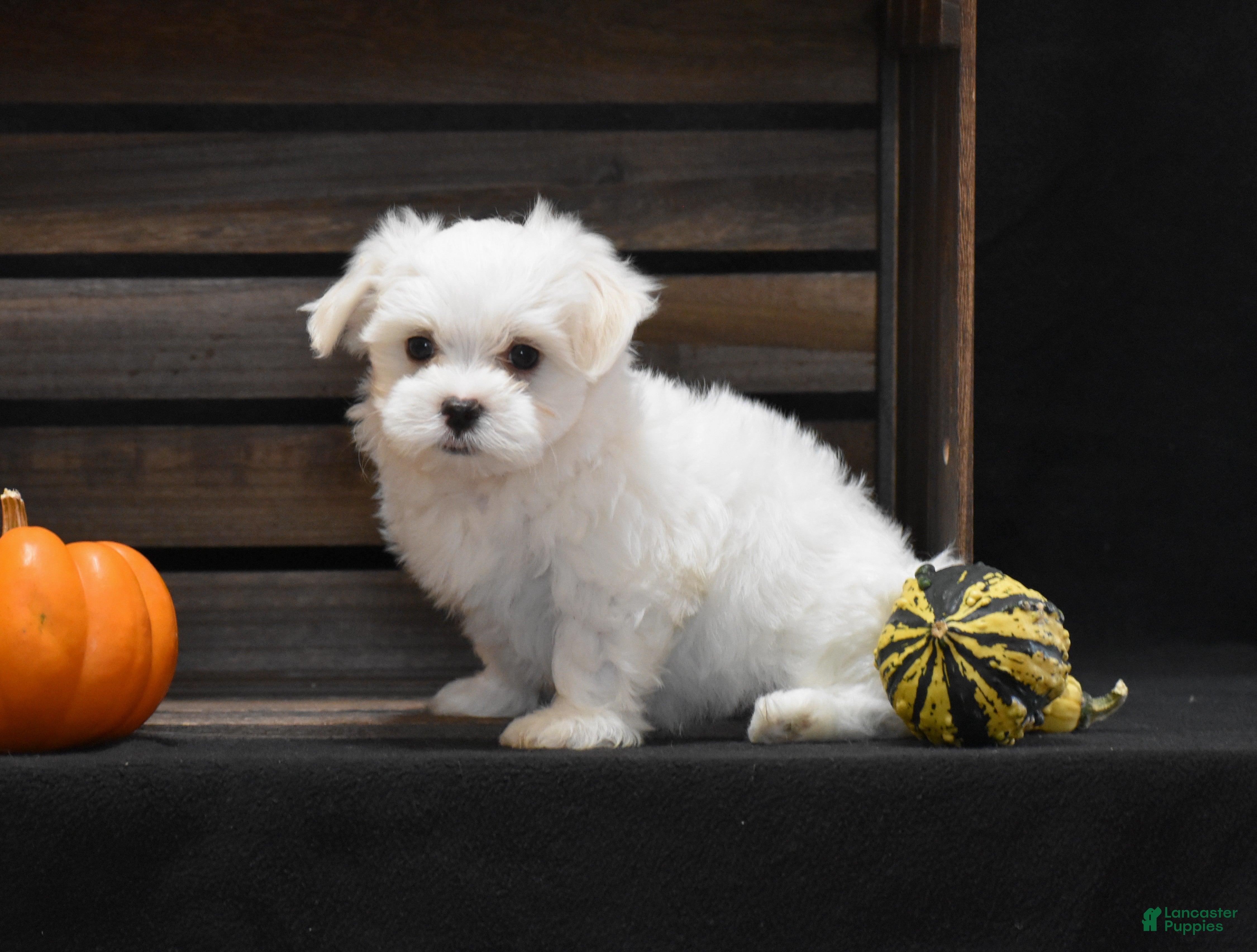 Maltese dogs Maltese 6 - Ad 1