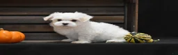Maltese dogs for sale: Niko - Ad 1