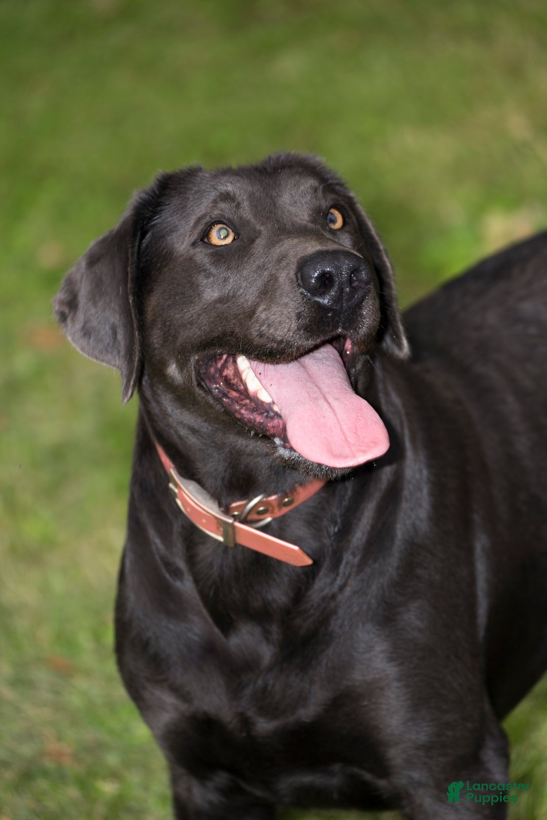 Labrador Retriever dogs for sale: Red - Ad 15