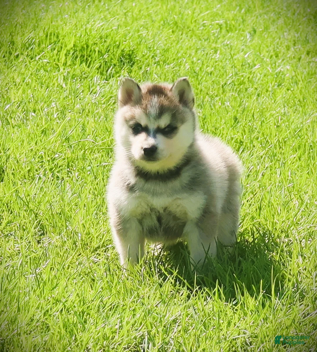 Pomsky dogs for sale: Orbit - Ad 1