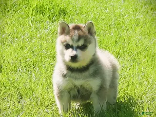 Pomsky dogs for sale: Orbit - Ad 1