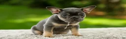 French Bulldog dogs for sale: Fancy - Ad 2
