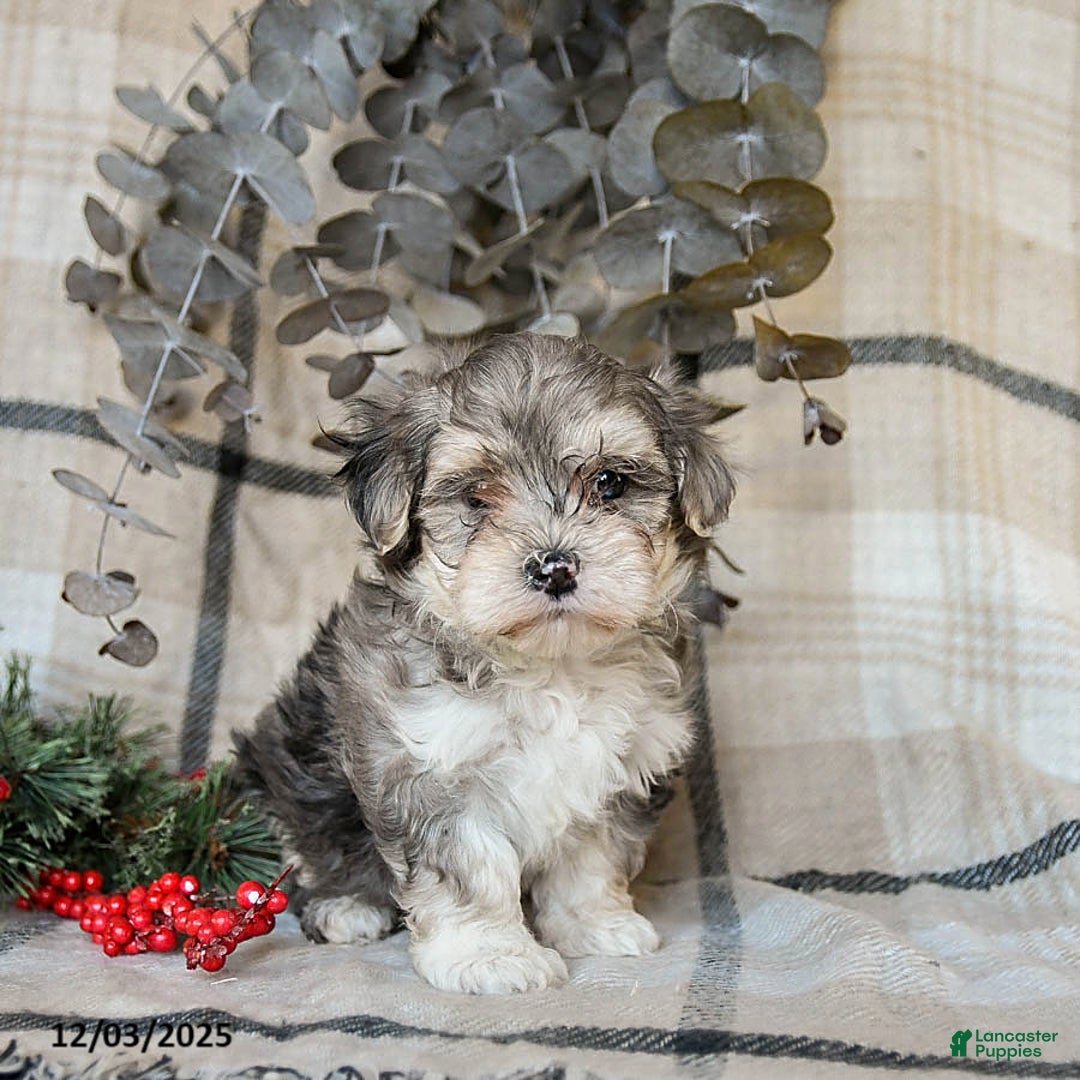 Maltipoo dogs for sale: Dezzie - Ad 1
