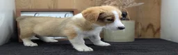 Welsh Corgi Pembroke dogs for sale: Nadia - Ad 5