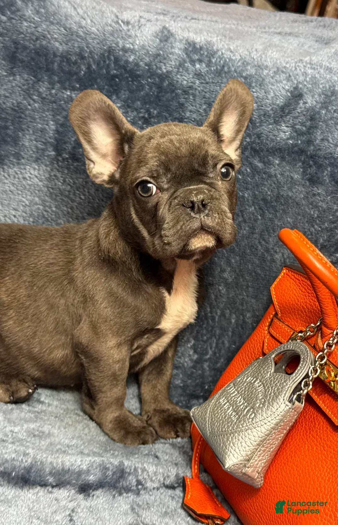 French Bulldog dogs for sale: Cookie - Ad 5