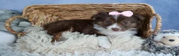 Miniature Australian Shepherd dogs for sale: ELLIE - Ad 9