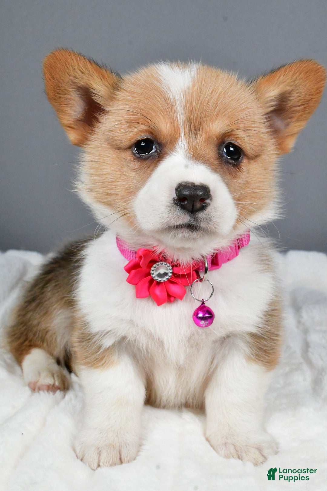 Welsh Corgi Pembroke dogs for sale: Bell - Ad 6