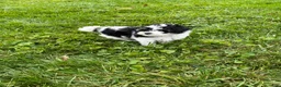 Havapoo dogs for sale: Duke - Ad 3