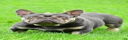 French Bulldog dogs for sale: Dustin - Ad 9