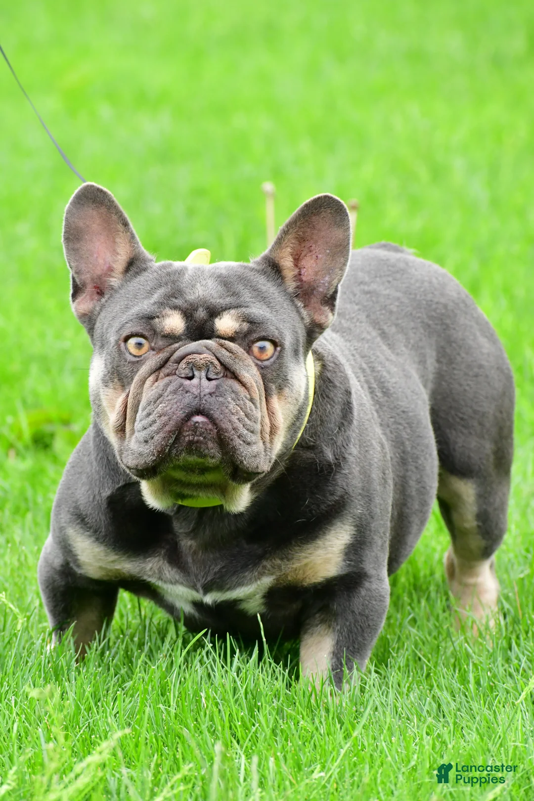 French Bulldog dogs for sale: Dustin - Ad 9