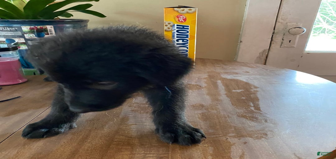 Gallery Image {{count}}