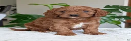 Cavapoo dogs for sale: Jake - Ad 15