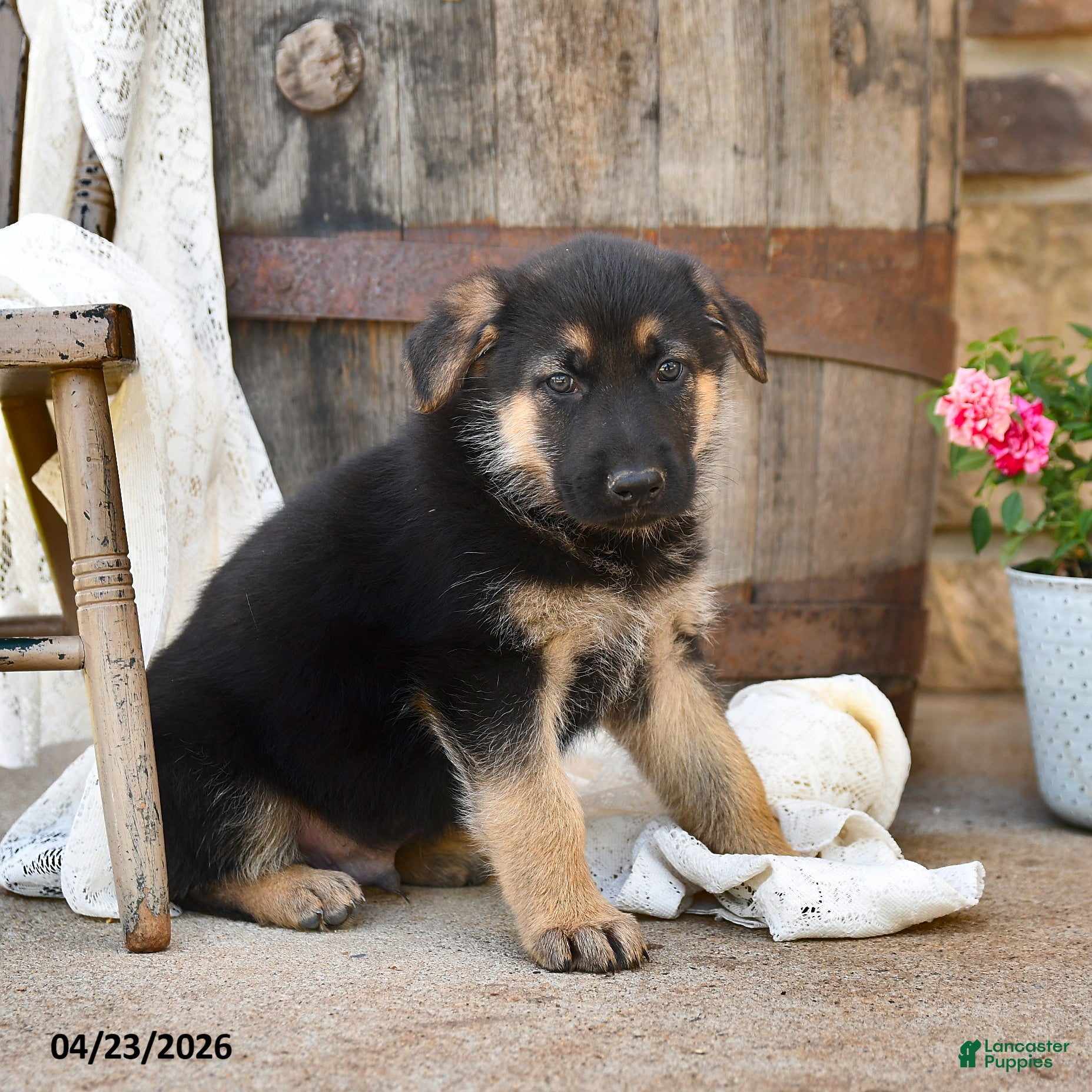 German Shepherd dogs Sterling - Ad 1