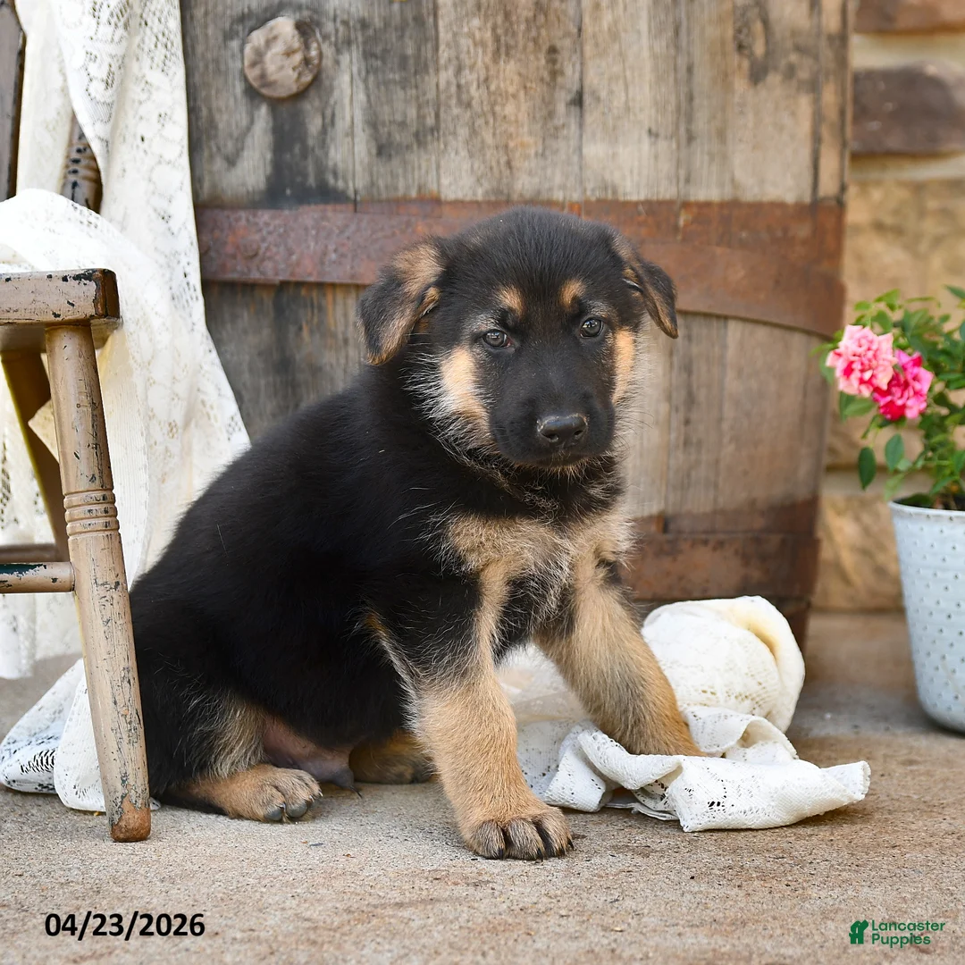 German Shepherd dogs for sale: Sterling - Ad 1