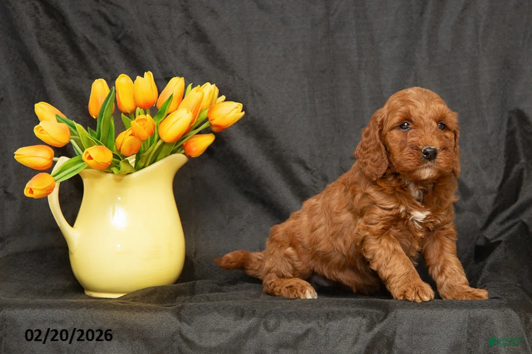 Mini Goldendoodle dogs for sale: Becca - Ad 2