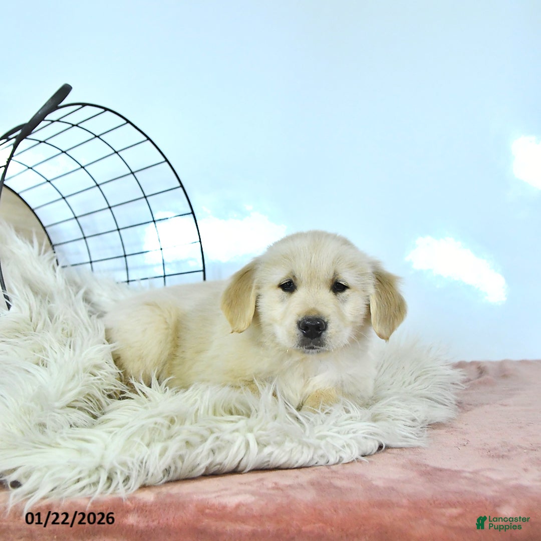 Golden Retriever dogs for sale: Buddy - Ad 3