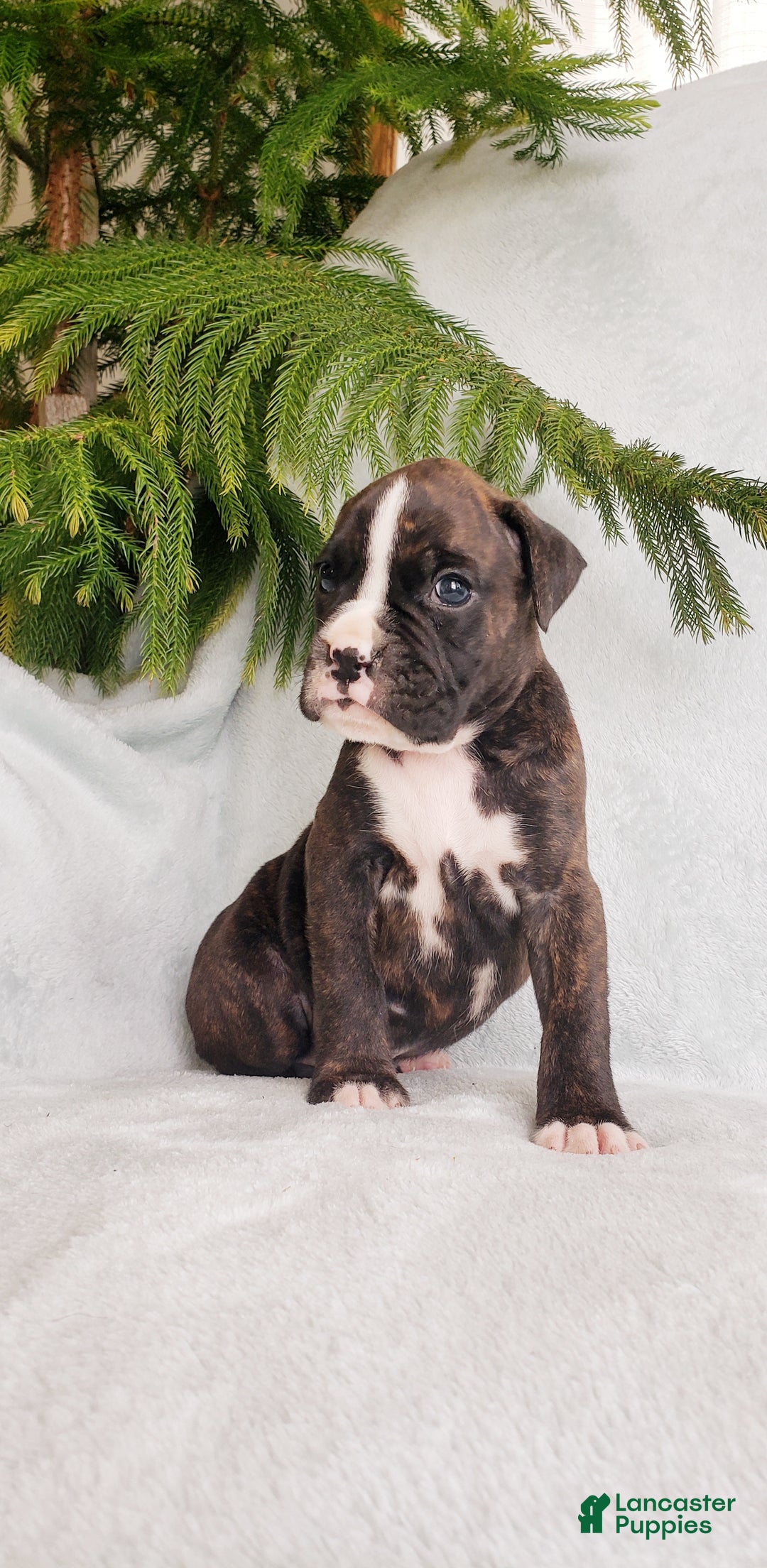 Boxer dogs for sale: Finley - Ad 3