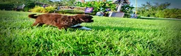 Havapoo dogs for sale: Emma - Ad 18