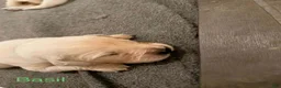 Golden Retriever dogs for sale: Chicory - Ad 26