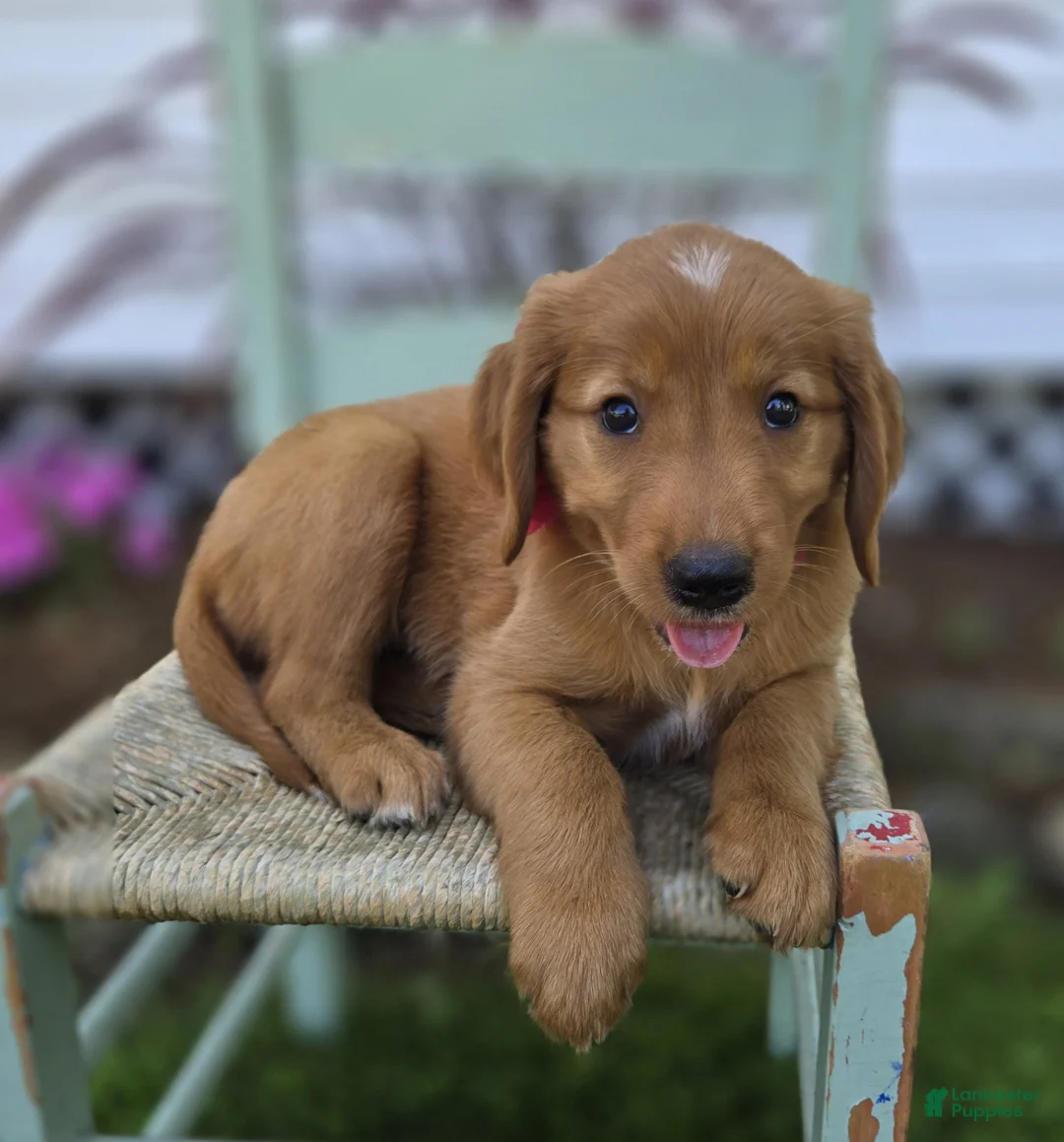 Mixed Breed dogs for sale: Tracy - Ad 1