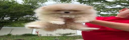 Pomeranian dogs for sale: Pomeranian Puppy 2 - Ad 7