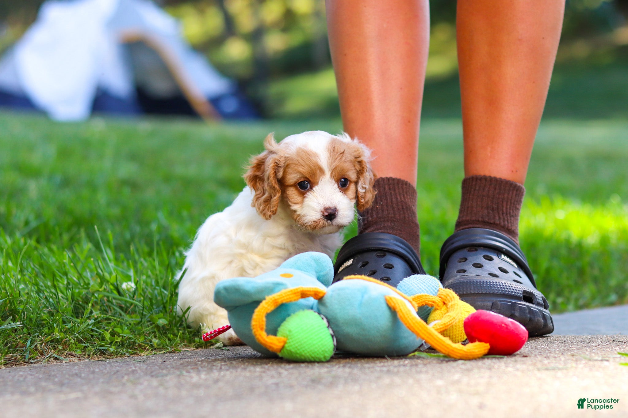 Cavapoo dogs Katie - Ad 2