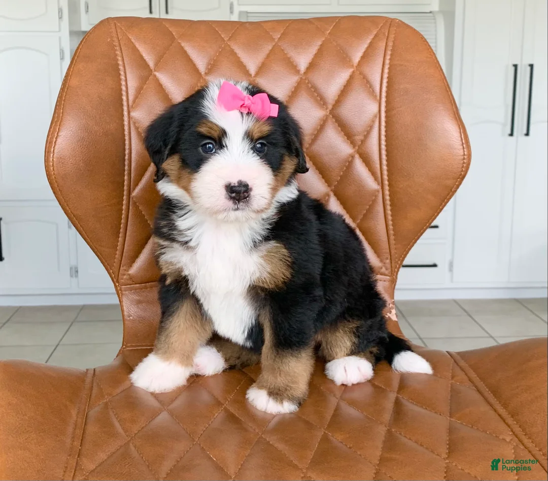 Bernedoodle dogs for sale: Nova - Ad 2