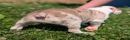 Boston Terrier dogs for sale: Smore - Ad 7