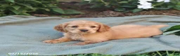 English Cocker Spaniel dogs for sale: Mocha - Ad 3