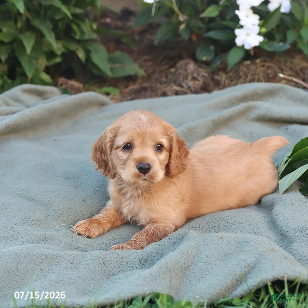 English Cocker Spaniel dogs for sale: Mocha - Ad 3