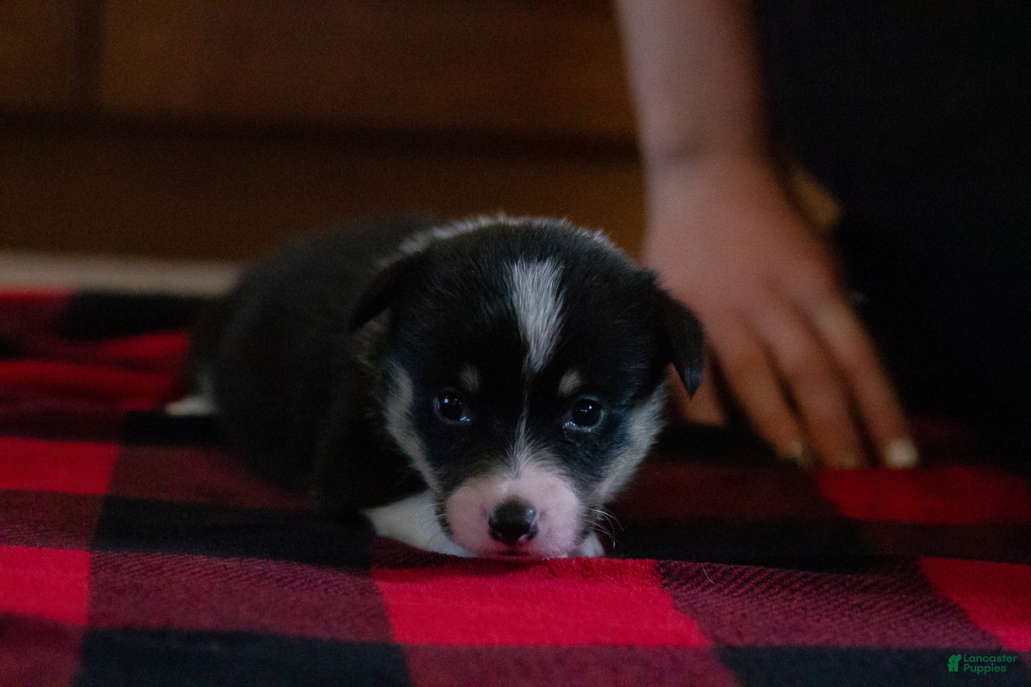 Welsh Corgi Pembroke dogs Daisy - Ad 2