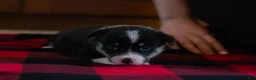 Welsh Corgi Pembroke dogs for sale: Daisy - Ad 2