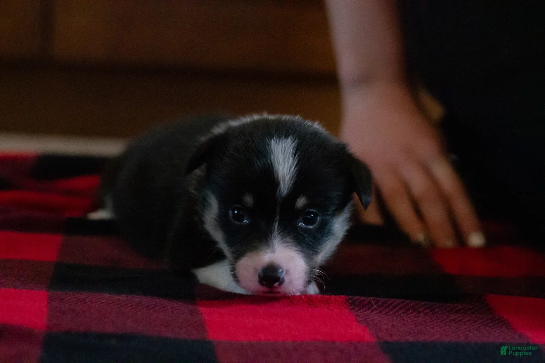 Welsh Corgi Pembroke dogs for sale: Daisy - Ad 2