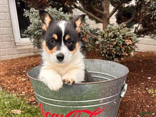 Welsh Corgi Pembroke dogs Casper - Ad 35