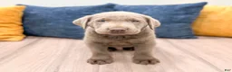 Labrador Retriever dogs for sale: Huxley - Ad 1