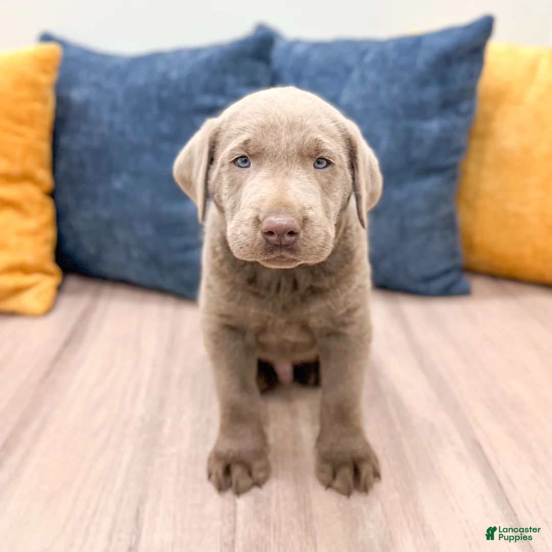 Labrador Retriever dogs for sale: Huxley - Ad 1