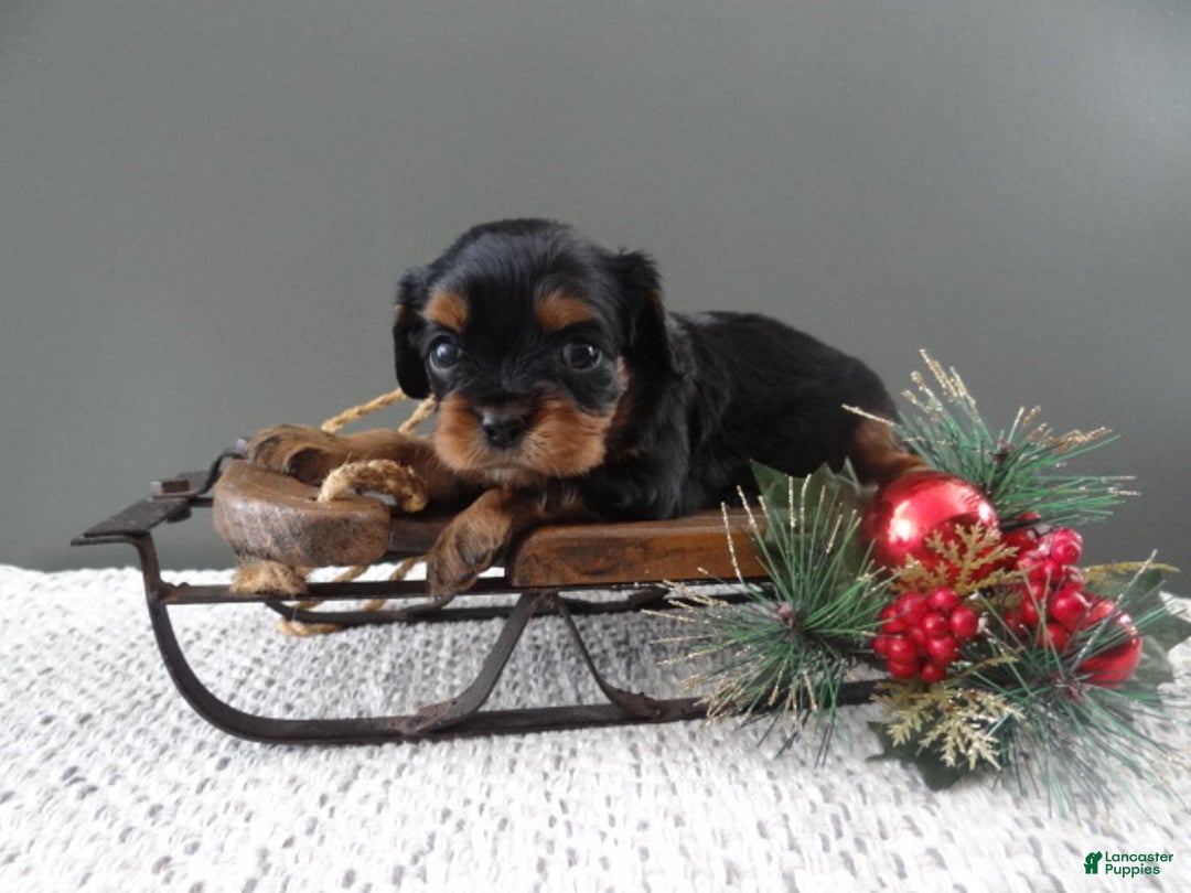 Cavalier King Charles Spaniel dogs for sale: Rosa - Ad 6