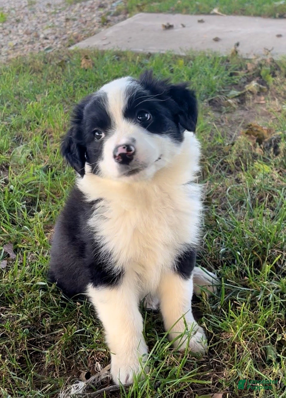 Australian Shepherd dogs Kali - Ad 2