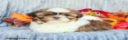 Shih Tzu dogs for sale: Cinnamon - Ad 4