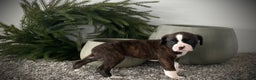 Boxer dogs for sale: Brynn - Ad 1