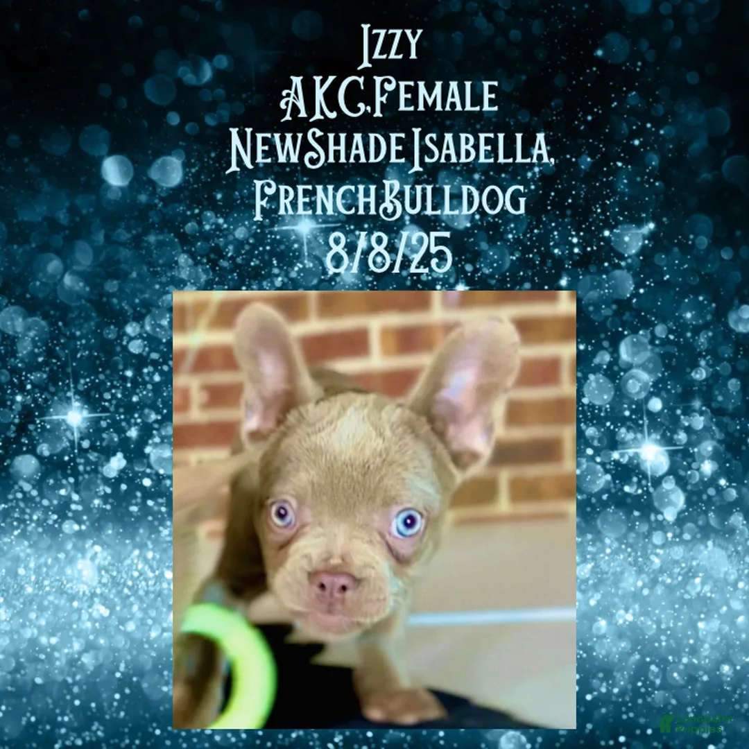 French Bulldog dogs for sale:  “Izzy the Queen: Hazel-Eyed Beauty with Boss Energy & Breeding Potential” - Ad 15