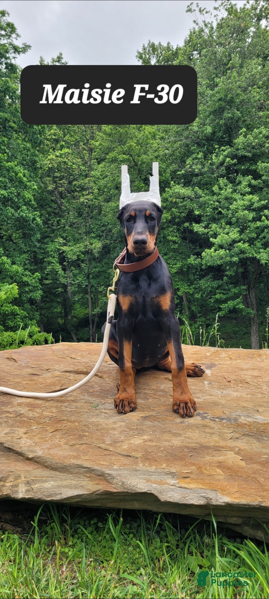 Doberman Pinscher dogs MAISIE  - Ad 23