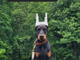 Doberman Pinscher dogs MAISIE - Ad 23