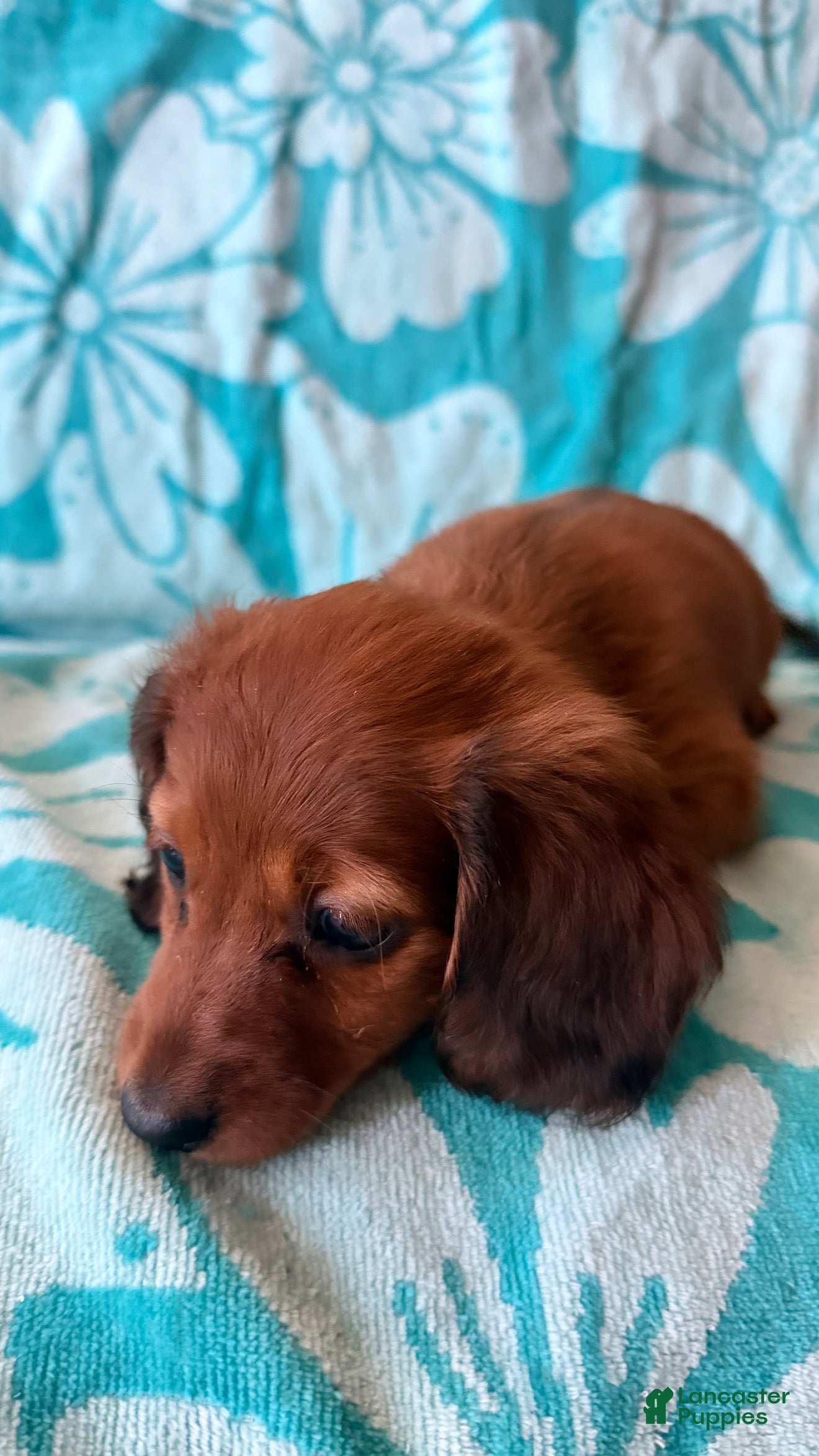 Dachshund dogs Dachshund 1 - Ad 10