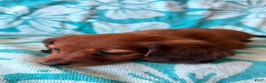 Dachshund 1